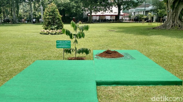 Jokowi dan Emir Qatar Tanam Pohon Eboni di Depan Istana Bogor