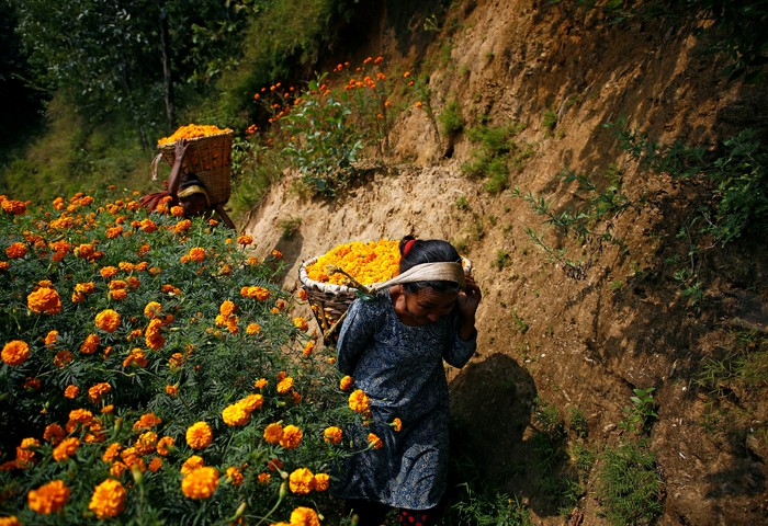 Jelang Perayaan Diwali Petani di Nepal Panen  Bunga  