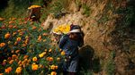 Jelang Perayaan Diwali, Petani di Nepal Panen Bunga Marigold