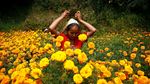 Jelang Perayaan Diwali, Petani di Nepal Panen Bunga Marigold