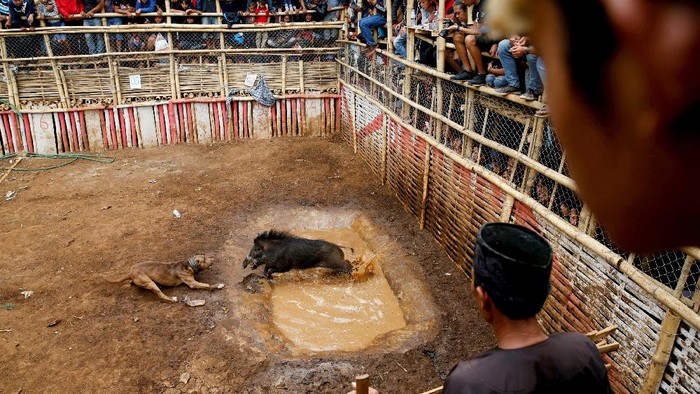 Foto: Ganasnya Adu Bagong, Duel Anjing vs Babi Hutan di Majalaya