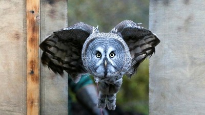Foto: Tatapan Tajam Mykh, Burung Hantu Besar Asal Rusia