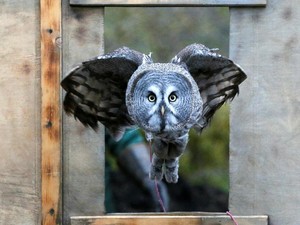 6 Jenis Burung Hantu Populer di Indonesia, Tertarik Menjumpainya?