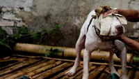 Salah satu anjing milik Badud yang akan ikut bertarung. Di rumahnya, ada 40 ekor anjing yang dipelihara Badud.