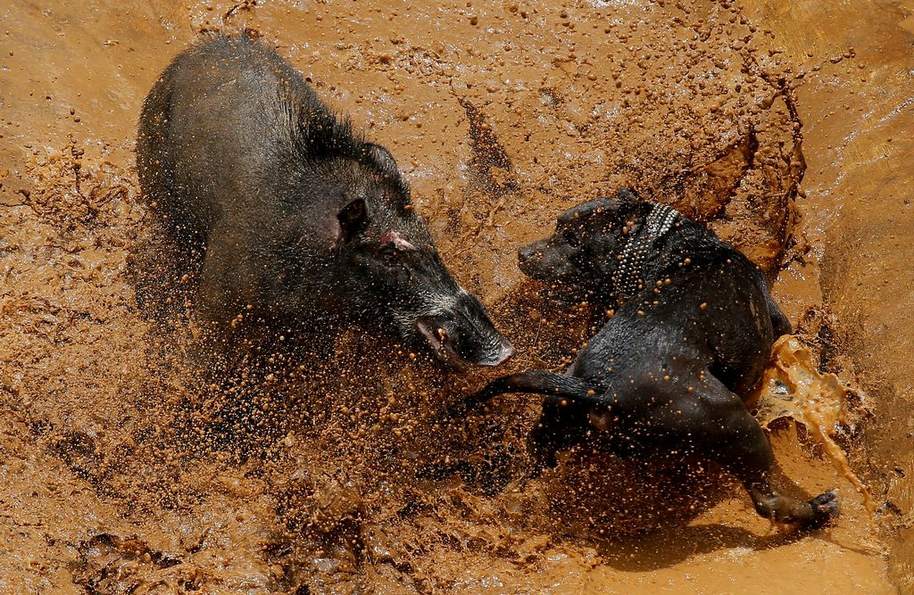 A dog and wild boar fight during a contest, known locally as 'adu bagong' (boar fighting), in Cikawao village of Majalaya, West Java province, Indonesia, September 24, 2017. REUTERS/Beawiharta         SEARCH 
