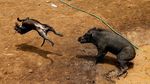 Foto: Ganasnya Adu Bagong, Duel Anjing vs Babi Hutan di Majalaya