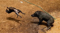 Aktivis hak binatang mengkritik keras duel anjing vs babi hutan ini. Ini adalah perilaku kriminal terhadap binatang, kata salah satu aktivis, Marison Guciano. Pemerintah dan LSM harus menghentikan acara ini dan mendidik masyarakat bahwa adu anjing bukan hal yang benar, tambahnya.