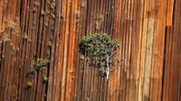 Batu ini jadi simbol kekuatan alam. Bentuknya yang unik, serta satu dua pohon solo yang tumbuh di himpitan batu, membuat Organ pipes semakin menarik (Anisha Shah/BBC)