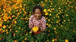 Jelang Perayaan Diwali, Petani di Nepal Panen Bunga Marigold