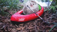 Hewan ini merupakan salah satu bintang di Instagram yang berasal dari Jepang (hedgehog_azuki/Instagram)
