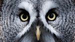 Foto: Tatapan Tajam Mykh, Burung Hantu Besar Asal Rusia