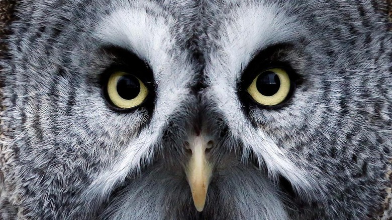 Burung hantu abu-abu di Rusia Mykh, a 1.5-year-old great gray owl, is pictured during a training session which is a part of Royev Ruchey Zoos programme of taming wild animals for research, education and interaction with visitors, in a suburb of the Siberian city of Krasnoyarsk, Russia October 17, 2017. REUTERS/Ilya Naymushin