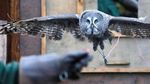 Foto: Tatapan Tajam Mykh, Burung Hantu Besar Asal Rusia