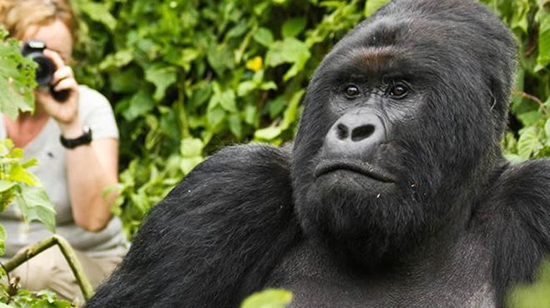 Foto: (Gorilla Safari Tour) Foto: (Gorilla Safari Tour)