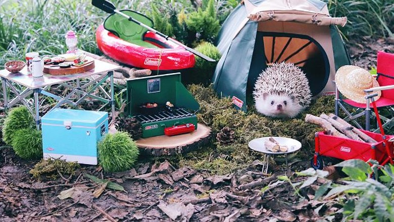 Foto: (hedgehog_azuki/Instagram) Foto: (hedgehog_azuki/Instagram)