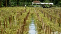 Lahan pertanian seluas 4200 meter persegi tersebut baru ditanami sekitar tiga bulan dengan modal awal sekitar Rp 15 juta. Kini dirinya pasrah karena harus merugi akibat lahan pertaniannya terendam banjir.