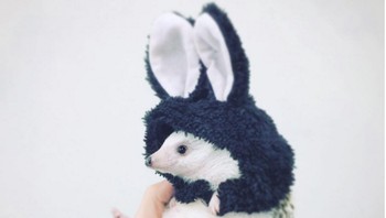 Azuki jadi kelinci. (Foto: Instagram/hedgehog_azuki)