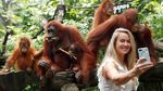 Foto: Penampakan Bayi Orangutan yang Bikin Gemas