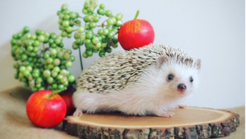 Wajah mungilnya bikin gemas. (Foto: Instagram/hedgehog_azuki)