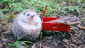 Aksi gemas Azuki saat mengumpulkan potongan kayu. (Foto: Instagram/hedgehog_azuki)