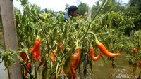 Banjir di daerah tersebut telah merendam selama empat hari dan membuat daun cabai terlihat layu, bahkan ada beberapa cabai yang tampak mulai membusuk dan patah dari batangnya.