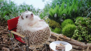 Azuki memiliki akun Instagram sendiri yang kini sudah mencapai 190 ribu followers. (Foto: Instagram/hedgehog_azuki)