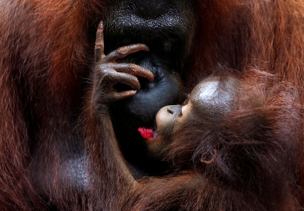 A baby orangutan looks on at the Singapore Zoo October 19, 2017. REUTERS/Edgar Su     TPX IMAGES OF THE DAY