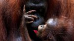 Foto: Penampakan Bayi Orangutan yang Bikin Gemas