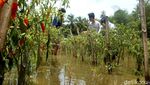 Kebanjiran, Petani Cabai di Cilacap Panen Lebih Awal