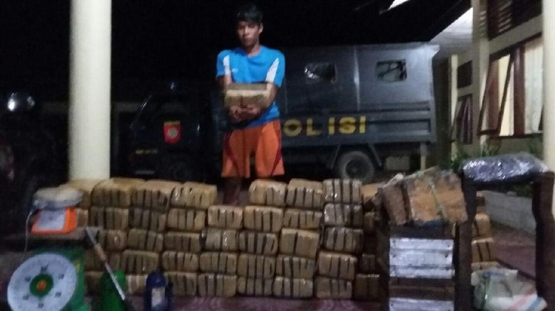 Tepergok Bungkus 410 Kg Ganja, Petani di Aceh Ditangkap Tepergok Bungkus 410 Kg Ganja, Petani di Aceh Ditangkap
