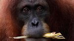 Foto: Penampakan Bayi Orangutan yang Bikin Gemas