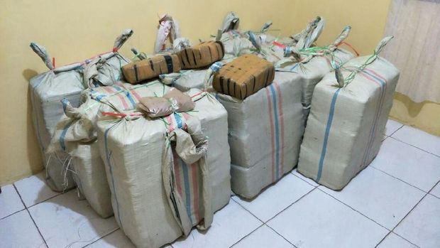 Ganja dibungkus di perkebunan