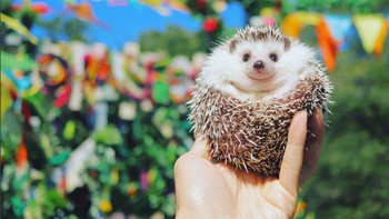 Buku berisi koleksi foto-fotonya tersebud dapat dibeli lewat Amazon, namun masih khusus di Jepang. (Foto: Instagram/hedgehog_azuki)