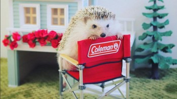 Azuki pun tampaknya sudah terbiasa dijadikan objek foto model.  (Foto: Instagram/hedgehog_azuki)