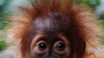 Foto: Penampakan Bayi Orangutan yang Bikin Gemas