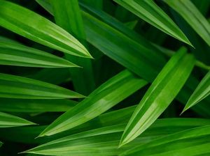 Mitos Bau Pandan sebagai Kembang Boreh, Benarkah Identik dengan Kematian?