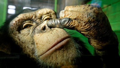 Lucu! Simpanse Ini Tertangkap Kamera tengah Ngupil