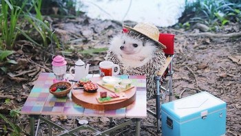 Deretan potret Azuki ini dibanjiri pujian komentar dan love dari netizen yang gemas terhadap dirinya. (Foto: Instagram/hedgehog_azuki)