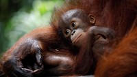 Potret menggemaskan bayi orangutan yang baru lahir di kebun binatang Singapura. Foto: REUTERS/Edgar Su