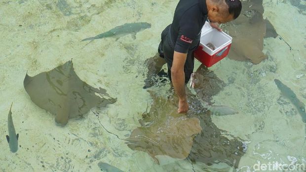 Tempat Berenang Bareng Ratusan Hiu di Singapura
