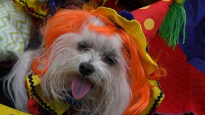 Saat Anjing-anjing Berkostum Halloween