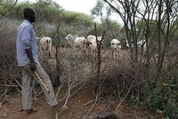 Tradisi Kontroversial di Kenya: Jual Anak Suku Pokot untuk Dinikahkan