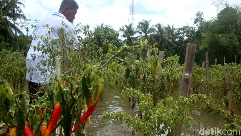 Terendam Banjir, Petani Cabai Panen Dini Terendam Banjir, Petani Cabai Panen Dini