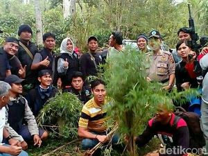 BNN Sumsel Temukan Ladang Ganja di Tengah Kebun Kopi Empat Lawang