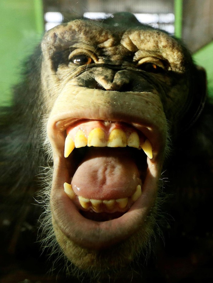 Foto Monyet Ketawa Lucu Gambar Ngetrend dan VIRAL
