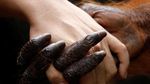Foto: Penampakan Bayi Orangutan yang Bikin Gemas
