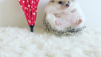 Sang pemilik, sepertinya benar-benar memperhatikan penampilan Azuki. (Foto: Instagram/hedgehog_azuki)