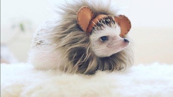 Ada singa mungil nih. (Foto: Instagram/hedgehog_azuki)
