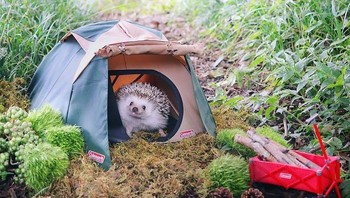 Meninggalkan kandangnya di rumah, Azuki pergi berkemah di tengah hutan. (Foto: Instagram/hedgehog_azuki)