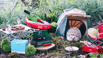 Landak mungil ini bernama Azuki, berasal dari Jepang yang tenar di kalangan netizen. (Foto: Instagram/hedgehog_azuki)